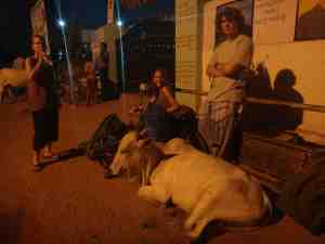 Awaiting the night bus with one of those sacred Hampi cows
